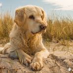 Golden Retriever - Goldi mochte Strandurlaub