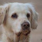 Golden Retriever - Goldi nach einer Buddelaktion