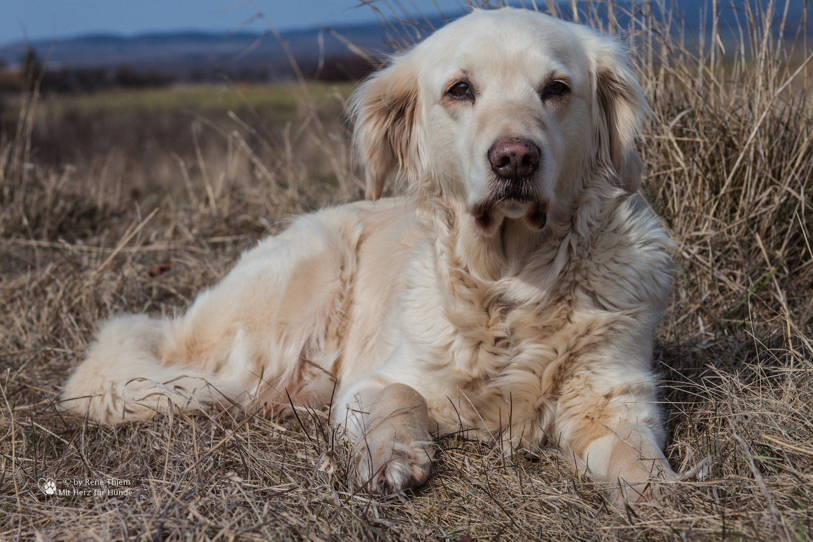 Golden Retriever - Goldi pausiert