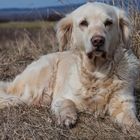 Golden Retriever - Goldi pausiert