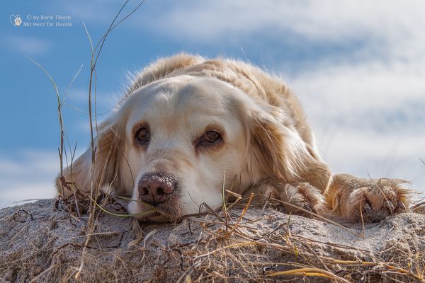 Golden Retriever - Goldi relaxt am Strand