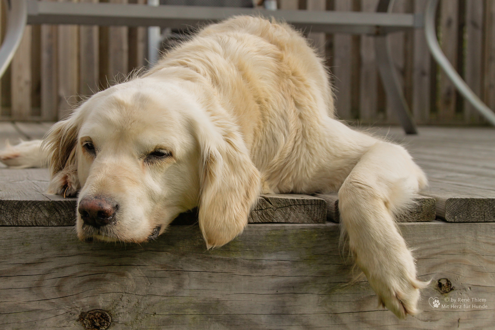 Golden Retriever Goldi Relaxt Foto Bild Tiere Haustiere Hunde Bilder Auf Fotocommunity