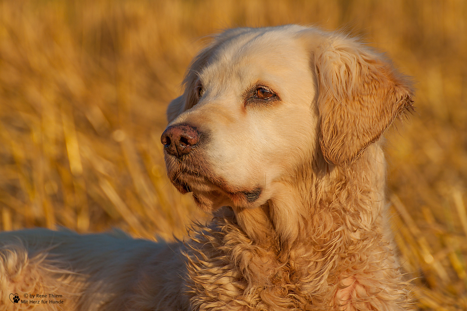 Golden Retriever - Goldi Rückblick