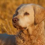 Golden Retriever - Goldi Rückblick