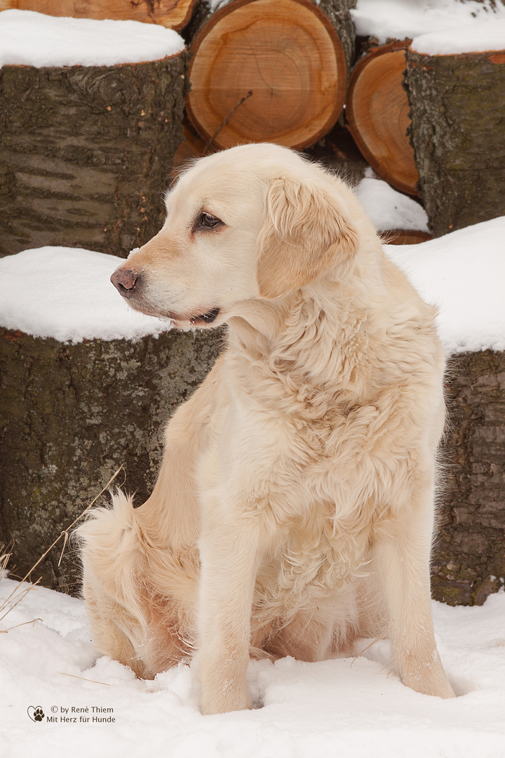 Golden Retriever - Goldi schaut sich um