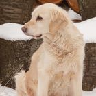 Golden Retriever - Goldi schaut sich um