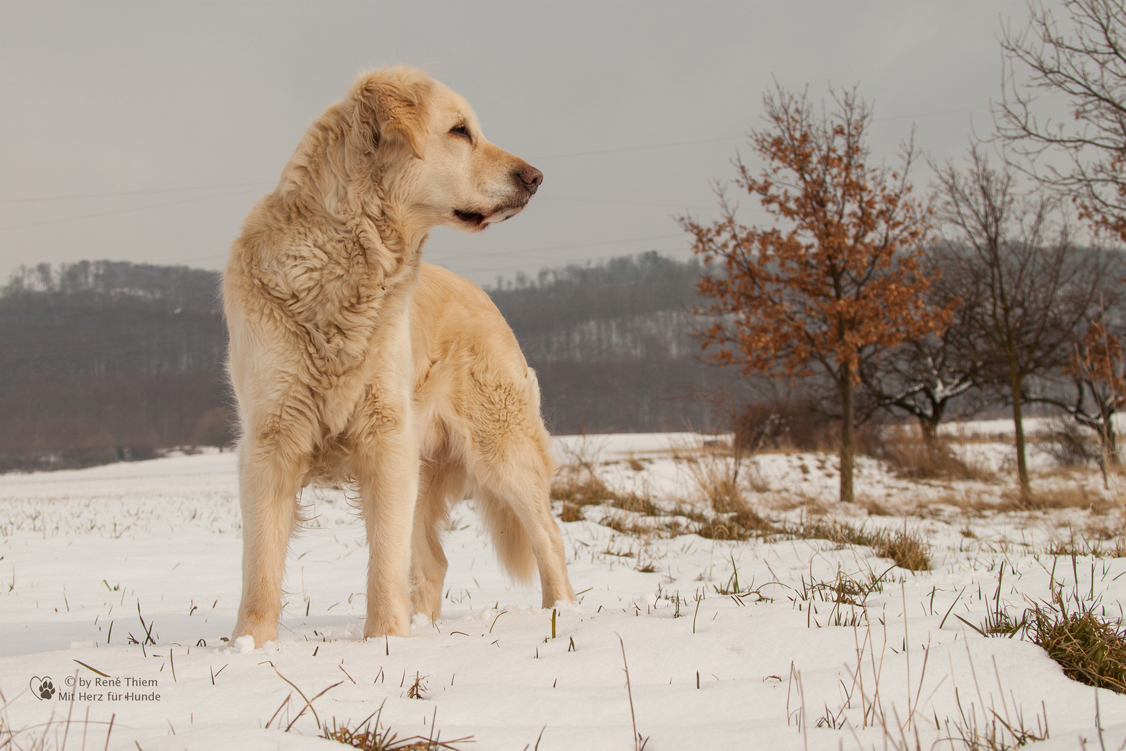 Golden Retriever - Goldi selbstbewußt