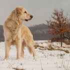 Golden Retriever - Goldi selbstbewußt