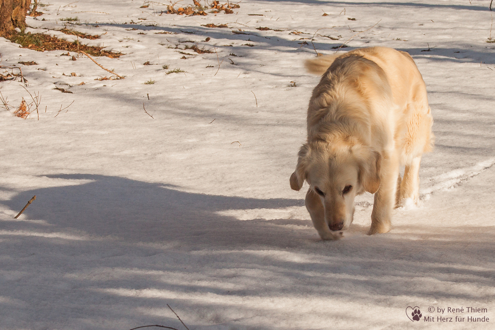 Golden Retriever - Goldi sucht im Schnee