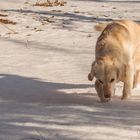 Golden Retriever - Goldi sucht im Schnee