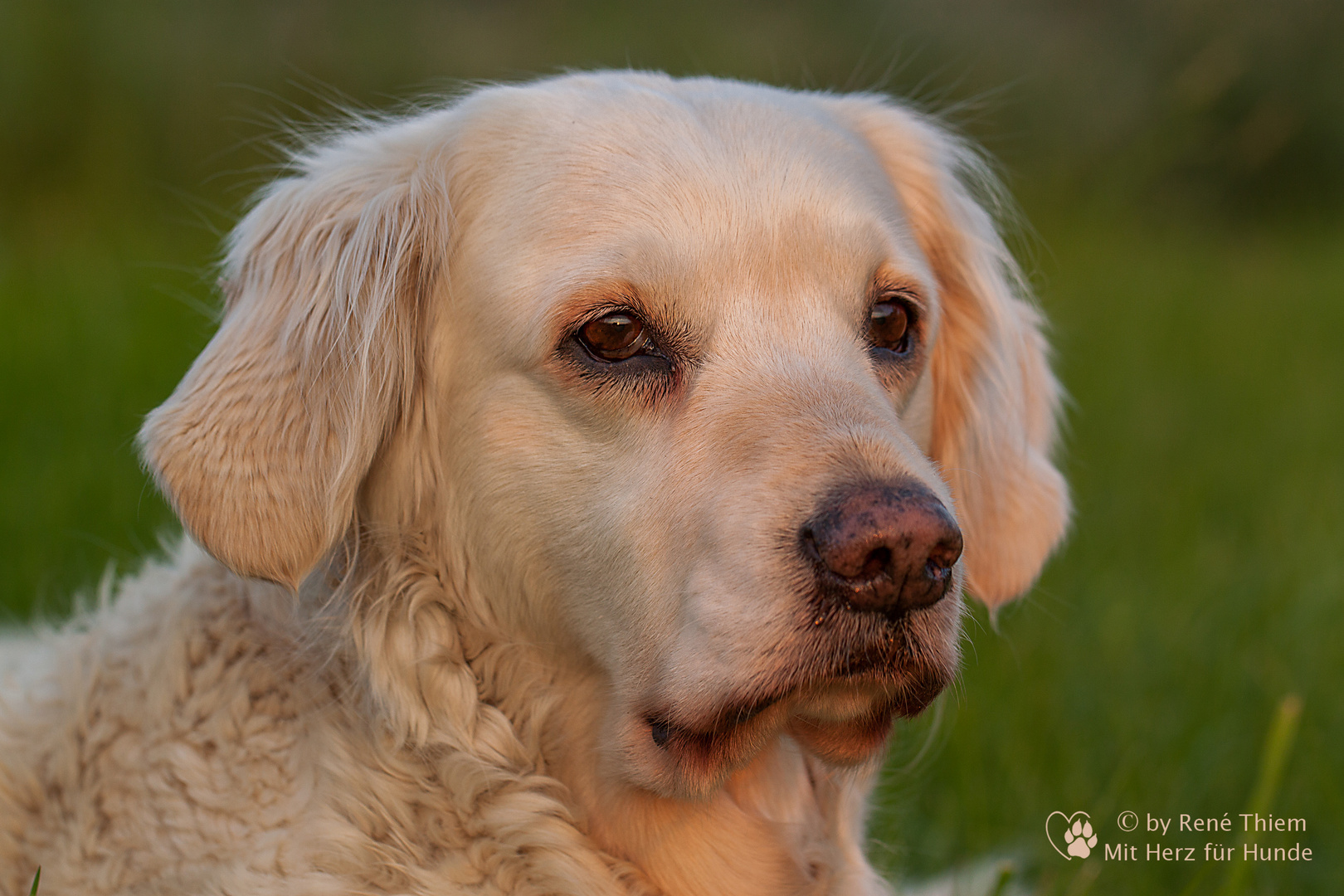 Golden Retriever - Goldi - Träumerei