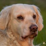 Golden Retriever - Goldi - Träumerei