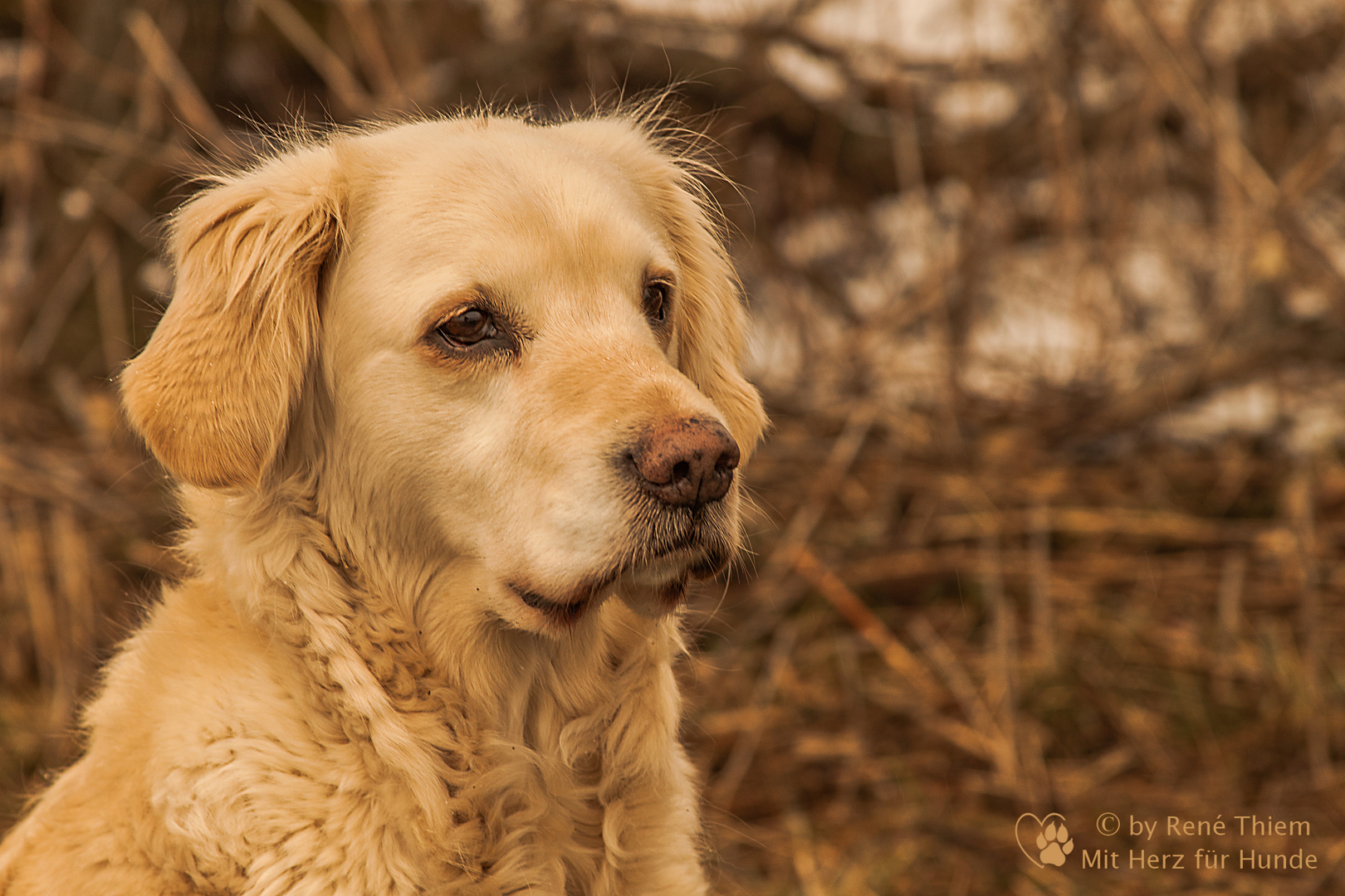 Golden Retriever "Goldi" träumt