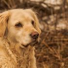 Golden Retriever "Goldi" träumt