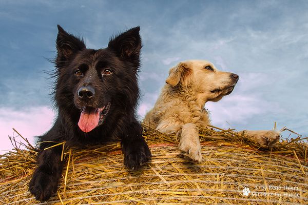Golden Retriever Goldi und Hütehund Cilly