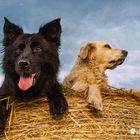 Golden Retriever Goldi und Hütehund Cilly