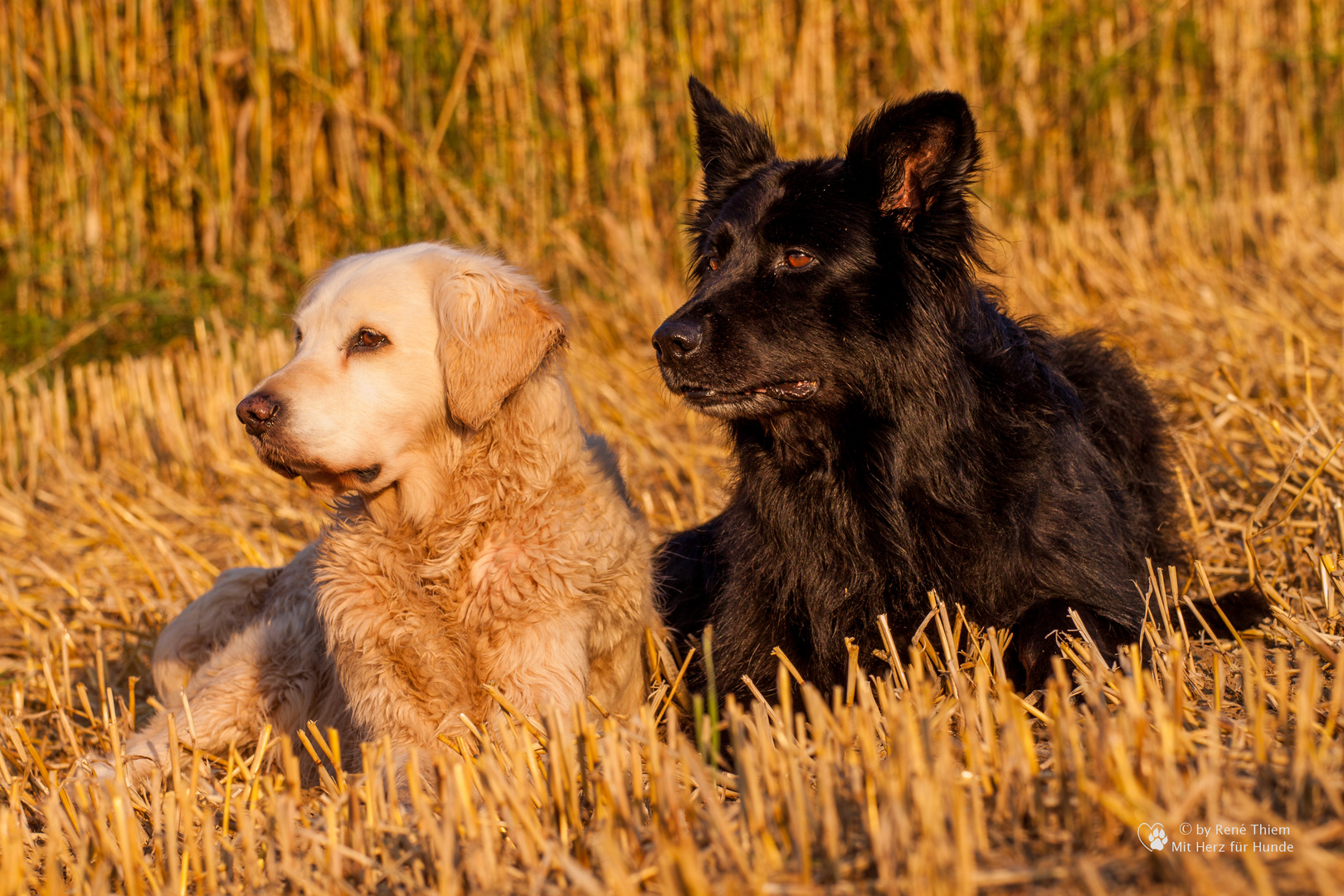 Golden Retriever Goldi und Hütehund Cilly