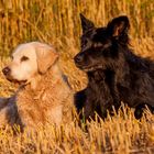 Golden Retriever Goldi und Hütehund Cilly