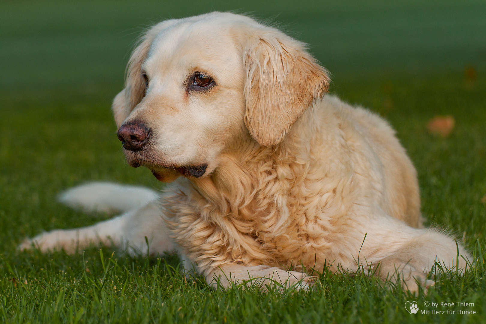 Golden Retriever - Goldi , war ein Engel