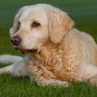 Golden Retriever - Goldi , war ein Engel