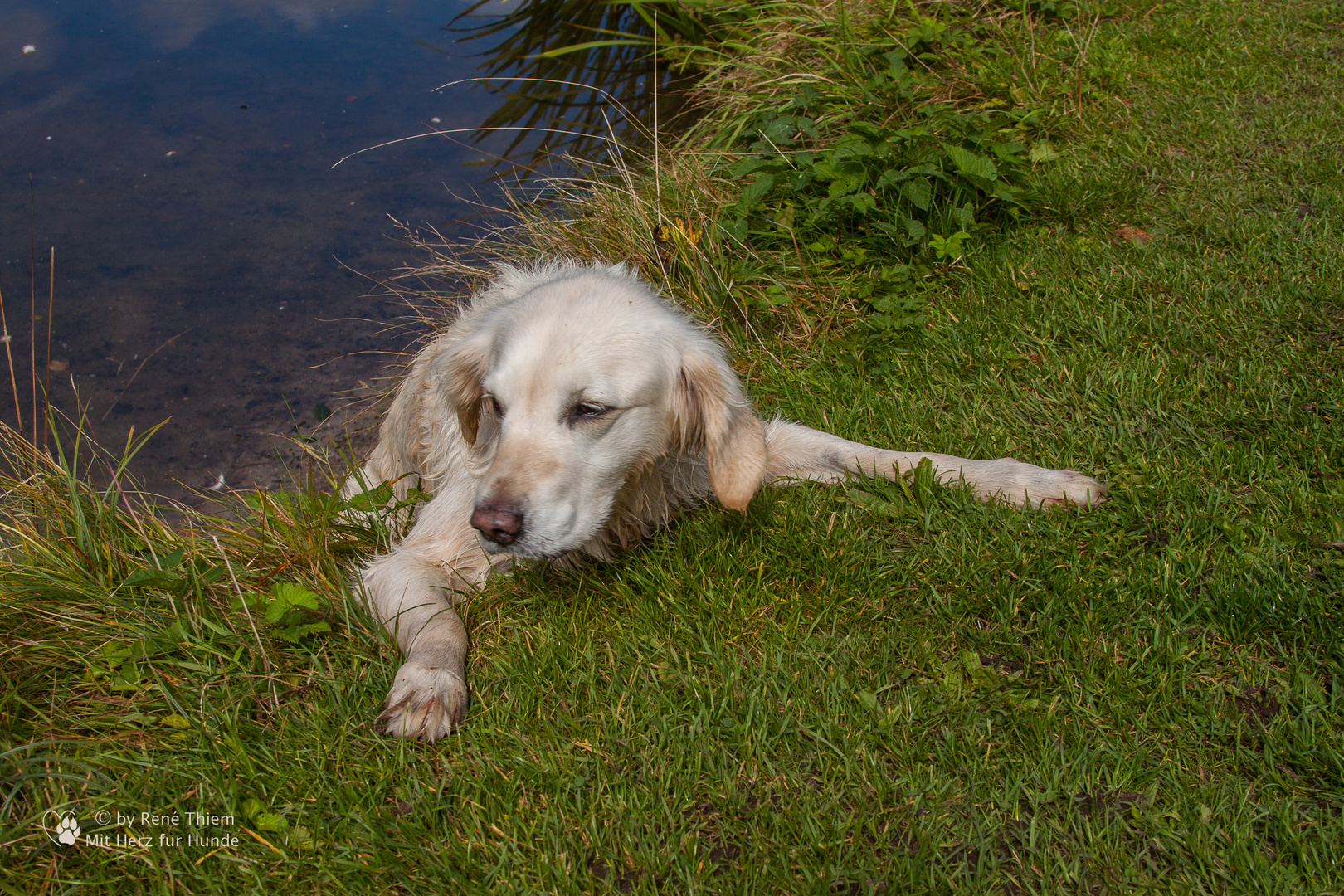 Golden Retriever - Goldi wartet auf Hilfe