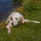 Golden Retriever - Goldi wartet auf Hilfe