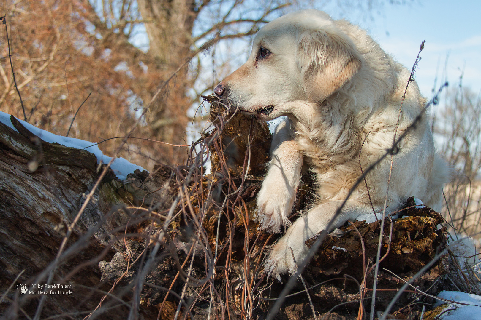 Golden Retriever - Goldis Aussichtsposten