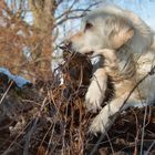 Golden Retriever - Goldis Aussichtsposten