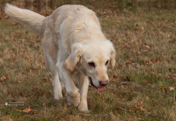 Golden Retriever - Goldis Gemütlichkeit