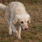 Golden Retriever - Goldis Gemütlichkeit