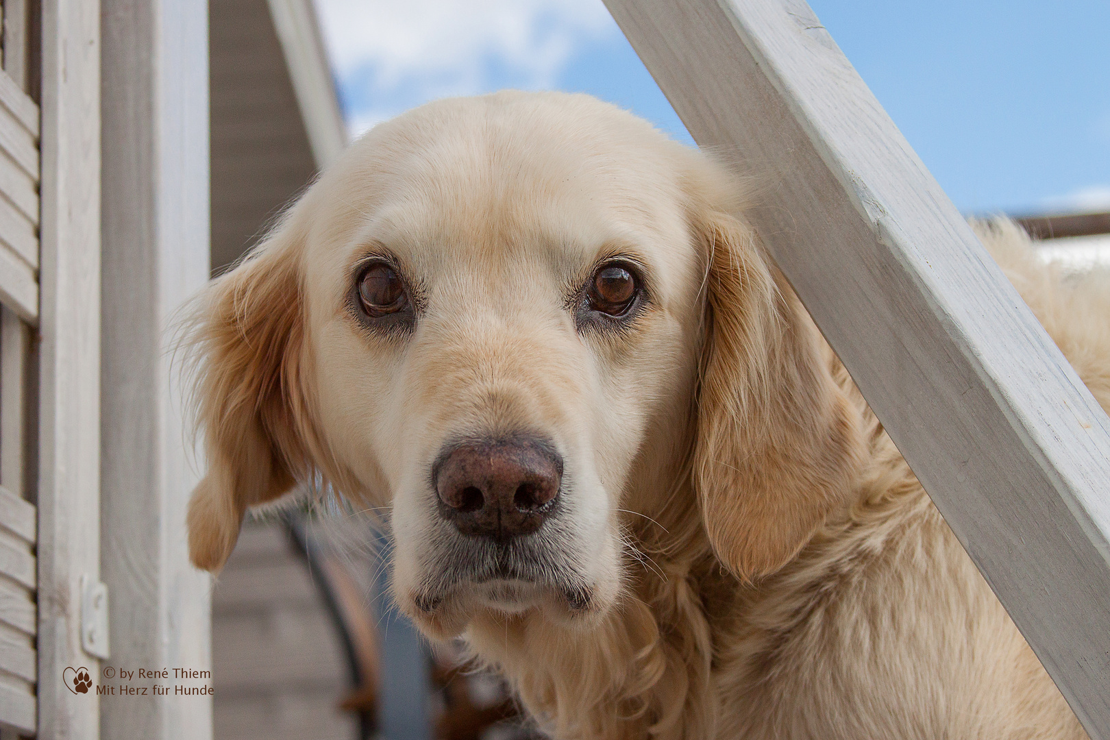 Golden Retriever - Goldis Kulleraugen