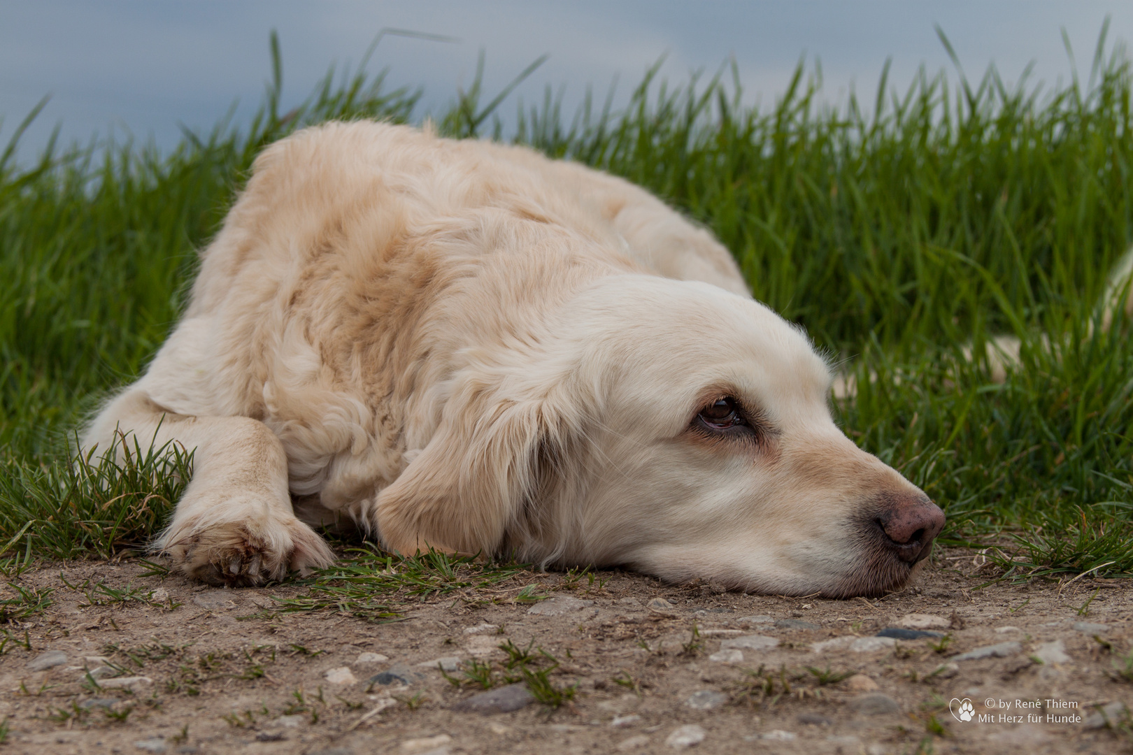 Golden Retriever - Goldis Motto, in der Ruhe liegt die Kraft