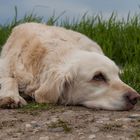 Golden Retriever - Goldis Motto, in der Ruhe liegt die Kraft