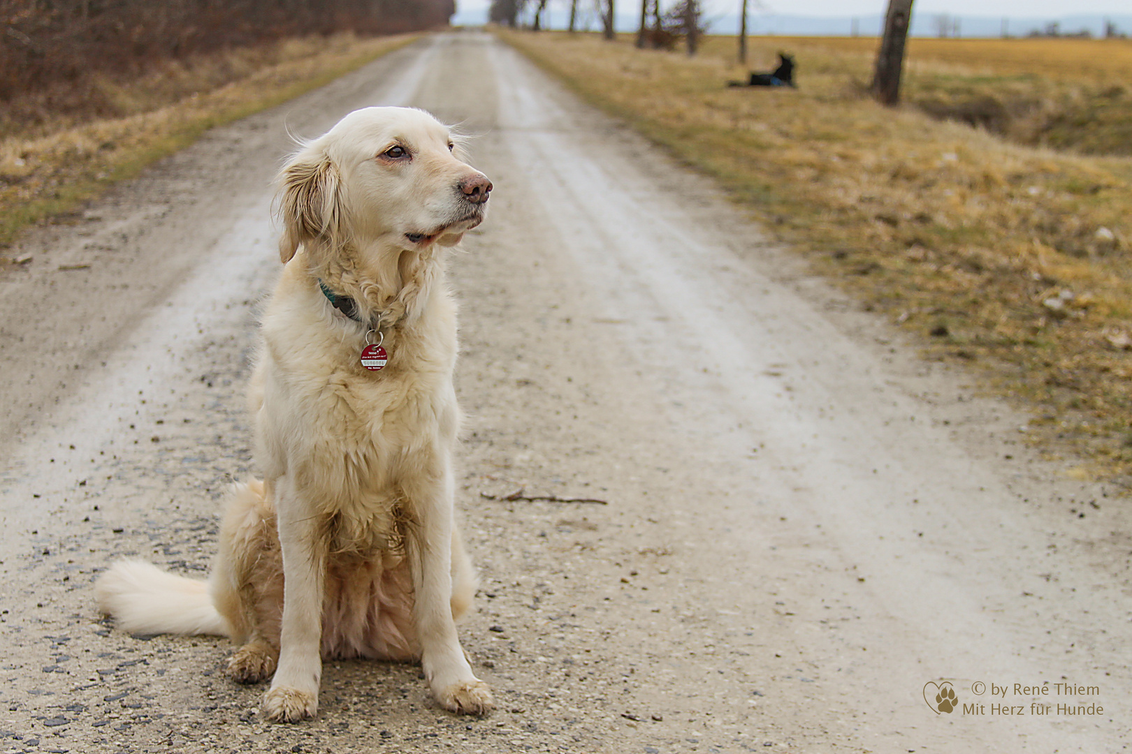 Golden Retriever - Goldis Sitzpause