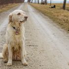 Golden Retriever - Goldis Sitzpause