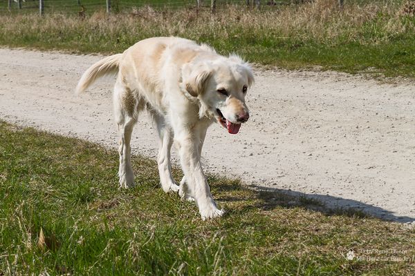 Golden Retriever - Goldis Spaziergang