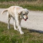 Golden Retriever - Goldis Spaziergang