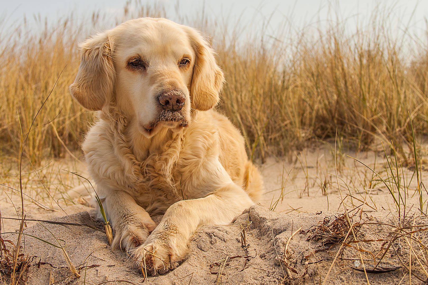 Golden Retriever - Goldi´s Strandleben