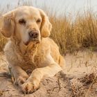 Golden Retriever - Goldi´s Strandleben