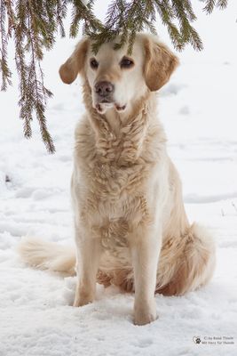 Golden Retriever - Goldis Tarnung