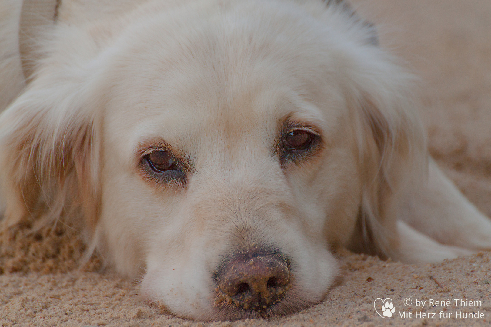 Golden Retriever - Goldis treuer Blick