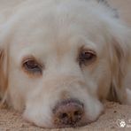 Golden Retriever - Goldis treuer Blick