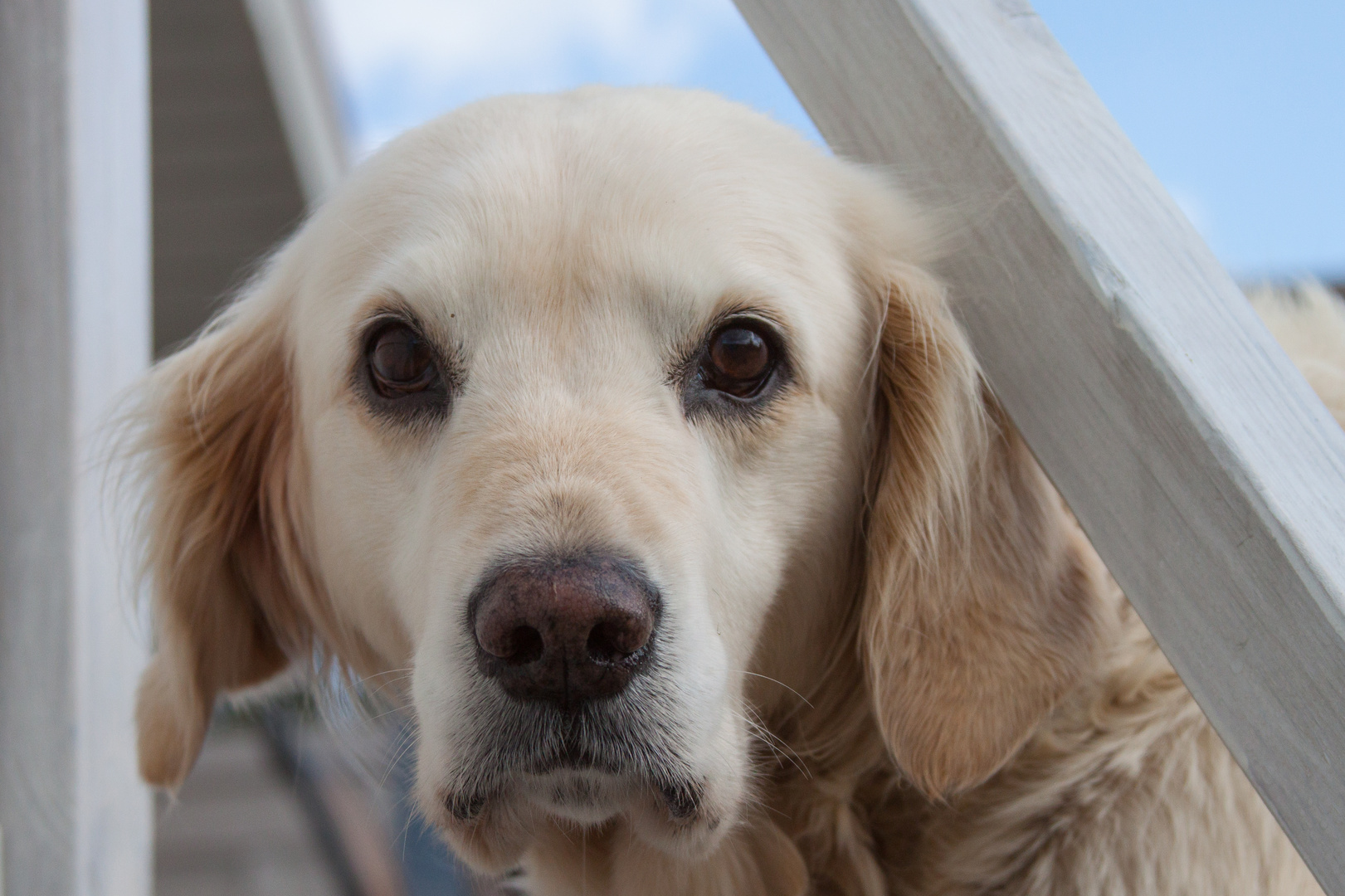 Golden Retriever - guck mal ...