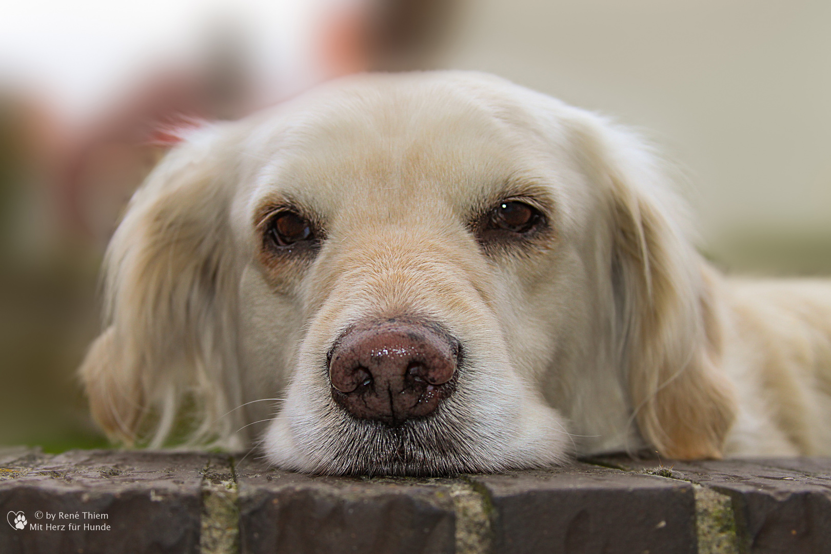 Golden Retriever - guck mal....