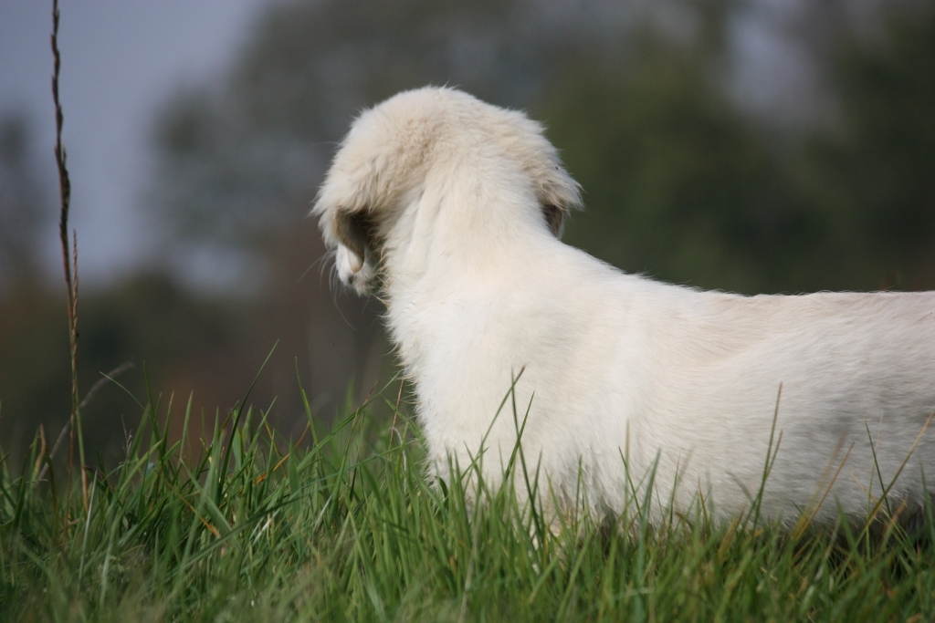 Golden Retriever Hündin 10 Wochen alt