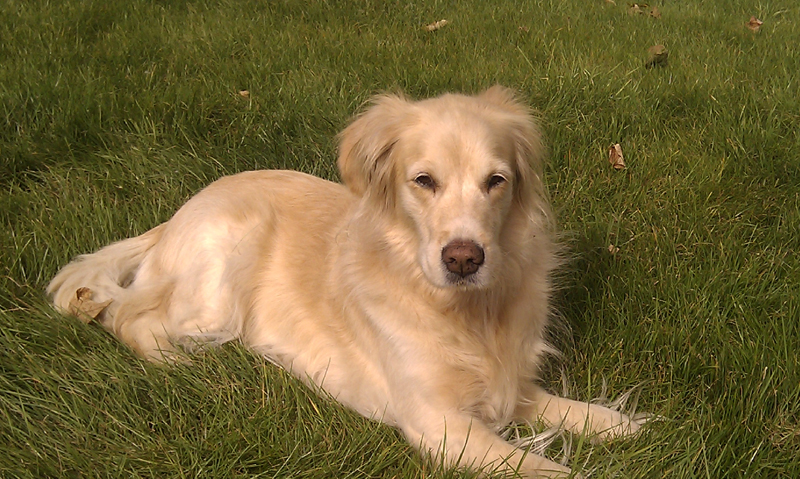 Golden Retriever Hündin Kira