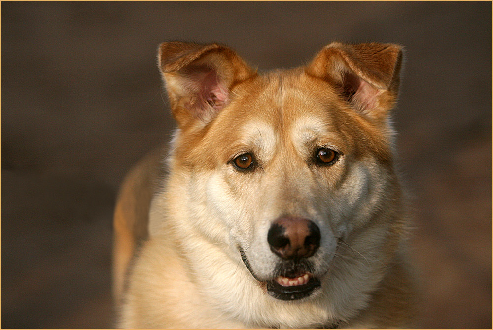 Golden Retriever-Husky-Mix