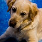 Golden Retriever I