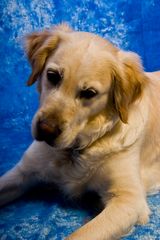 Golden Retriever I