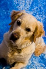 Golden Retriever II